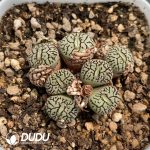 Conophytum Regale