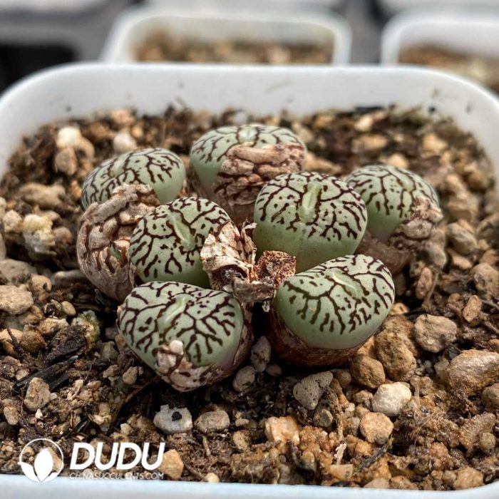 Conophytum Regale - Image 2