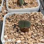 Conophytum Stevens-Jonesianum Rieifontein