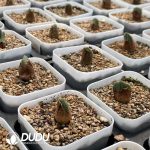 Conophytum Stevens-Jonesianum Rieifontein - Image 2