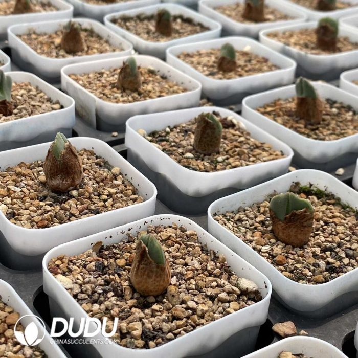 Conophytum Stevens-Jonesianum Rieifontein - Image 2