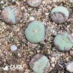 Conophytum Obcordellum Hybrids Big Clustering