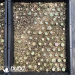 Conophytum Obcordellum Hybrids Big Clustering - Image 2