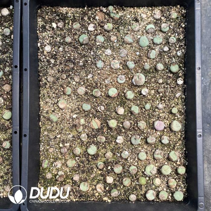 Conophytum Obcordellum Hybrids Big Clustering - Image 2
