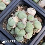 Conophytum Ficiforme Monkey Face