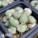 Conophytum Ficiforme Monkey Face - Image 2