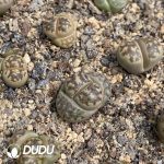 Lithops Dorotheae