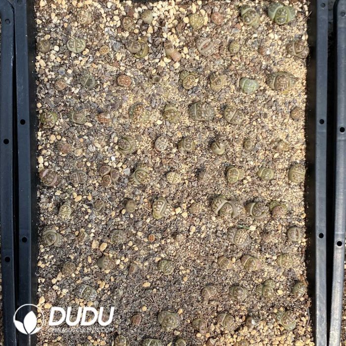 Lithops Dorotheae - Image 2