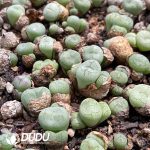 Conophytum Wettsteinii (5 Heads Cluster)
