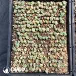 Conophytum Wettsteinii (5 Heads Cluster) - Image 2