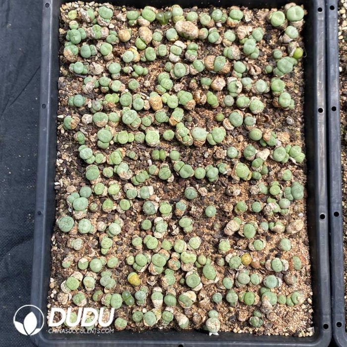 Conophytum Wettsteinii (5 Heads Cluster) - Image 2