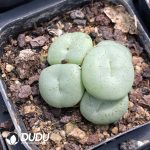 Conophytum Burgeri