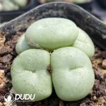 Conophytum Burgeri - Image 2