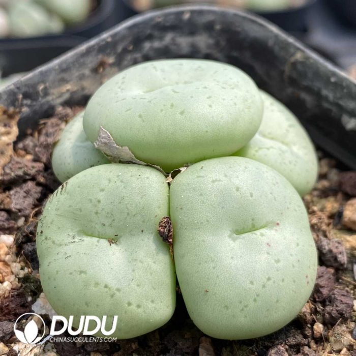 Conophytum Burgeri - Image 2