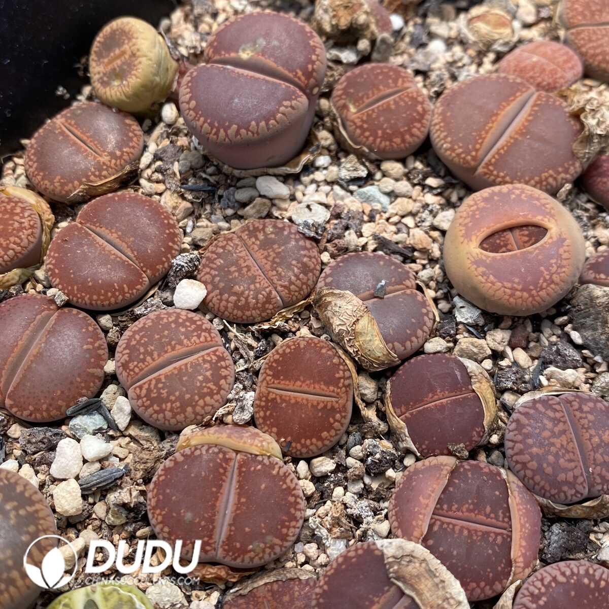 1753162994-e201.jpg Lithops Small Size Mixed - Image 1