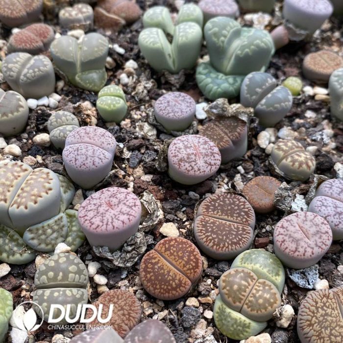 Lithops Small Size Mixed - Image 2