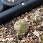 Conophytum Pellucidum Var Terricolor