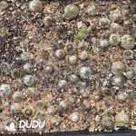 Conophytum Pellucidum Var Terricolor - Image 2