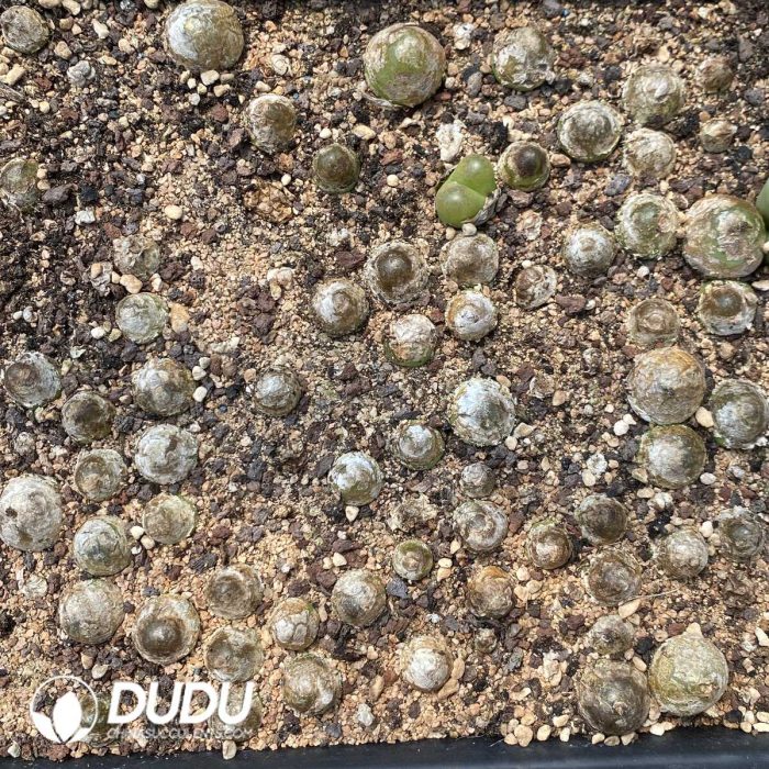 Conophytum Pellucidum Var Terricolor - Image 2