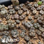 Conophytum Pillansii