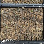 Conophytum Pillansii - Image 2