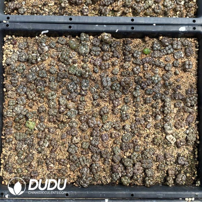 Conophytum Pillansii - Image 2