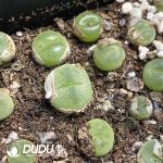 Cotyledon Orbiculata. Variegated