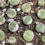 Cotyledon Orbiculata. Variegated - Image 2