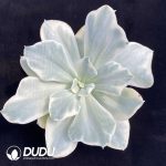 Echeveria Japan Moon River Variegated