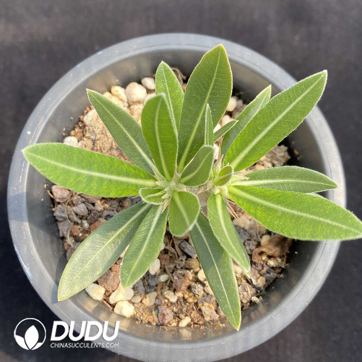 1753163062-e201.jpg Pachypodium Gracilius - Image 1