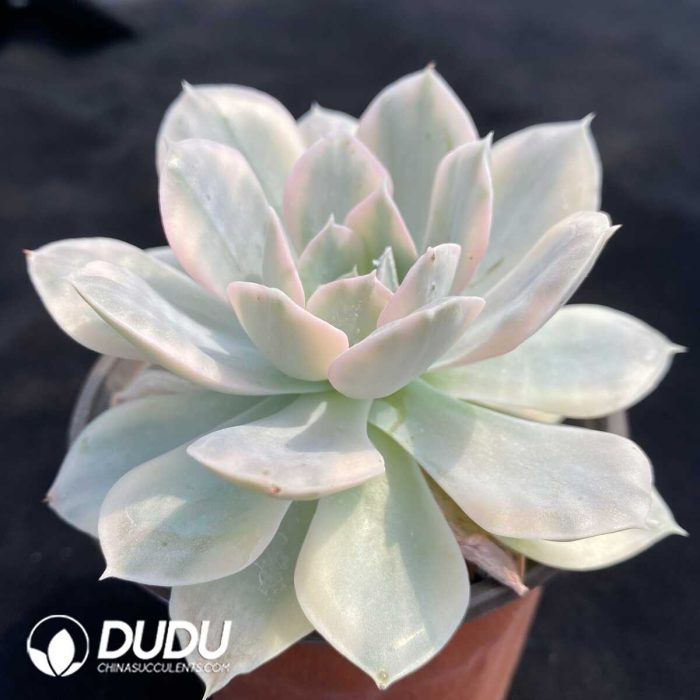 Echeveria Runyonii Variegated - Image 2