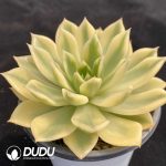 Echeveria Golden Jubilee - Image 2