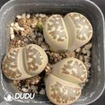 Lithops Collocation