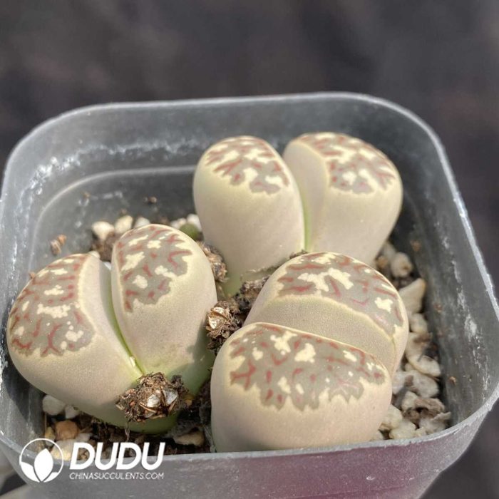 Lithops Collocation - Image 2