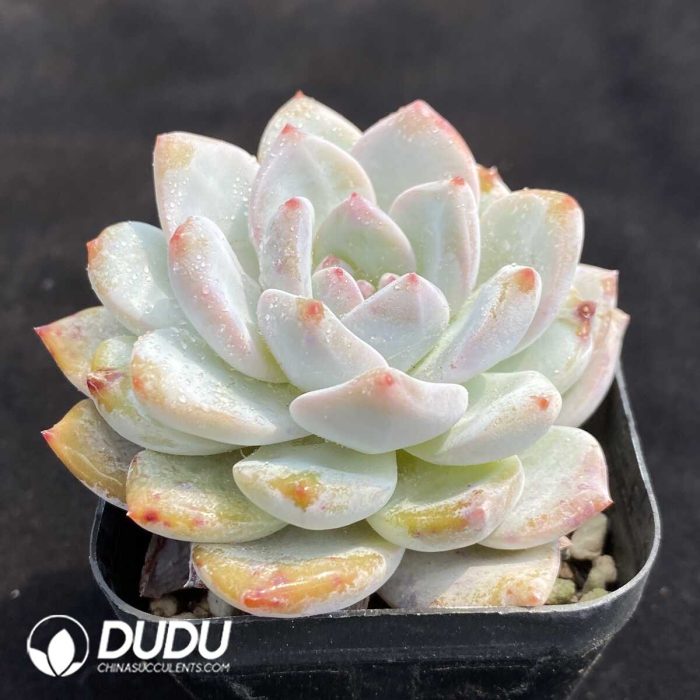 Echeveria Monroe - Image 2