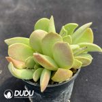 Adromischus Herrei Big Old Stem - Image 2