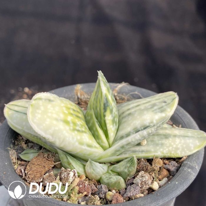 Gasteria Armstrongii Variegated - Image 2
