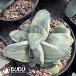 Gasteria Armstrongii (White Skin)