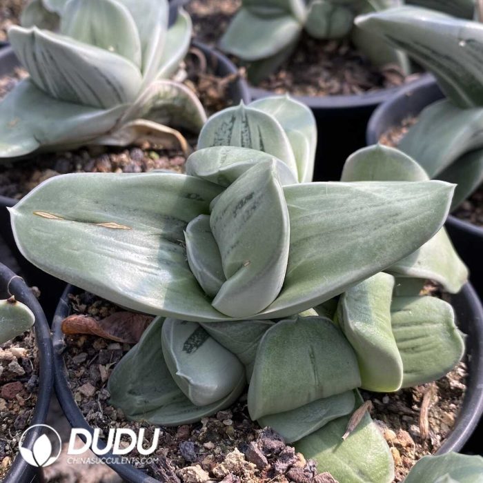 Gasteria Armstrongii (White Skin) - Image 2