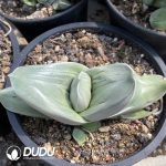 Gasteria Armstrongii