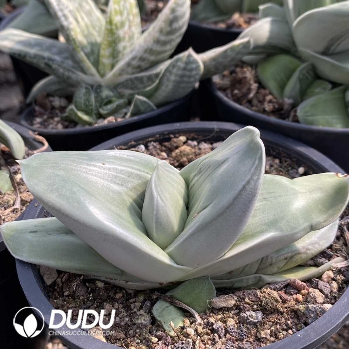 Gasteria Armstrongii - Image 2