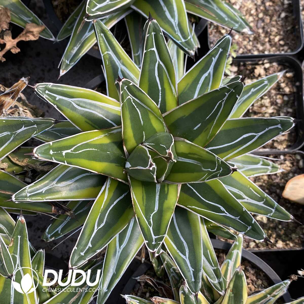 1753163271-e201.jpg Agave Golden Glow - Image 1