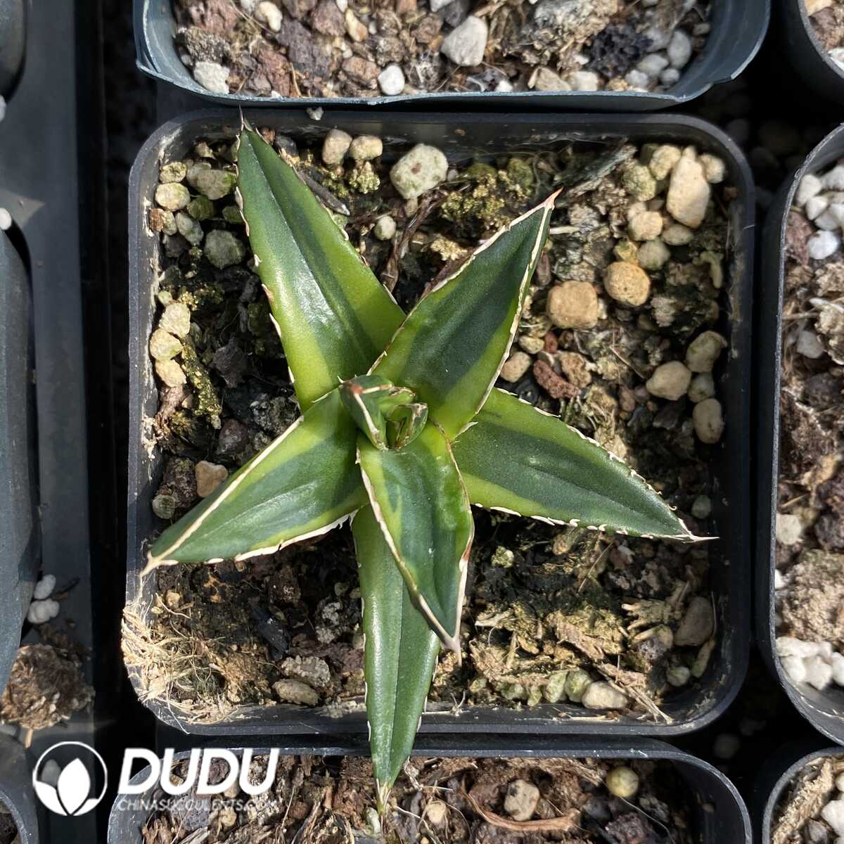 1753163286-e201.jpg Agave Golden Glow - Image 1