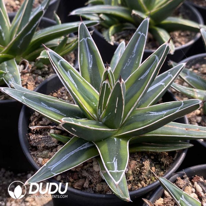 Aloe Clustering - Image 2