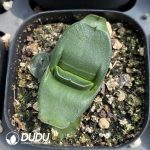 Lithops Purple Pomegranate Preferred