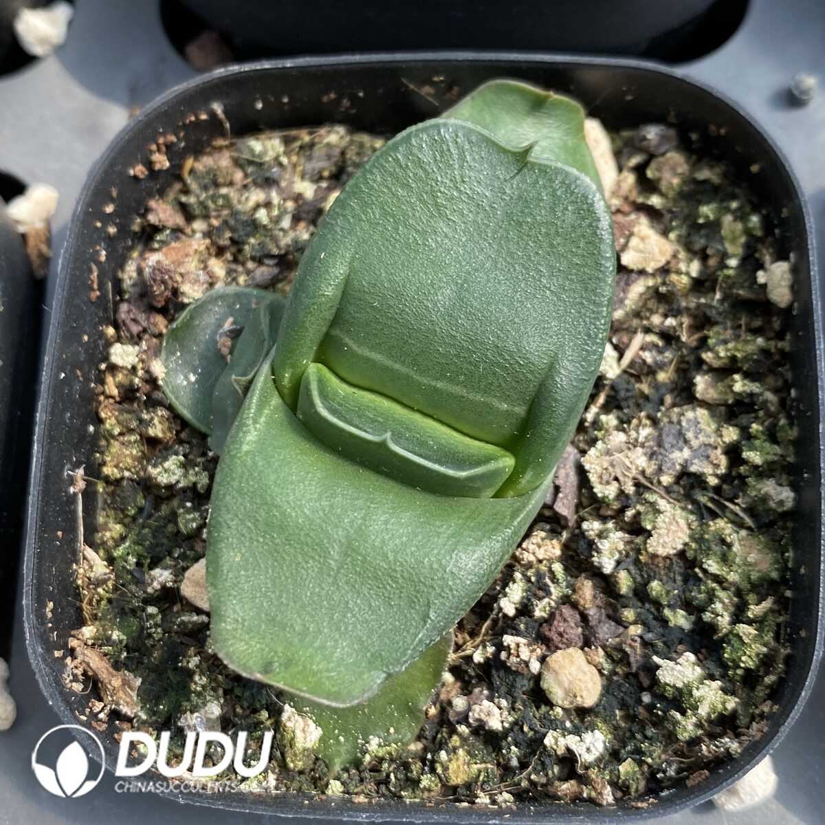 1753163297-e201.jpg Lithops Purple Pomegranate Preferred - Image 1