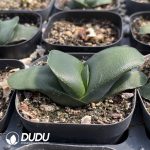 Lithops Purple Pomegranate Preferred - Image 2