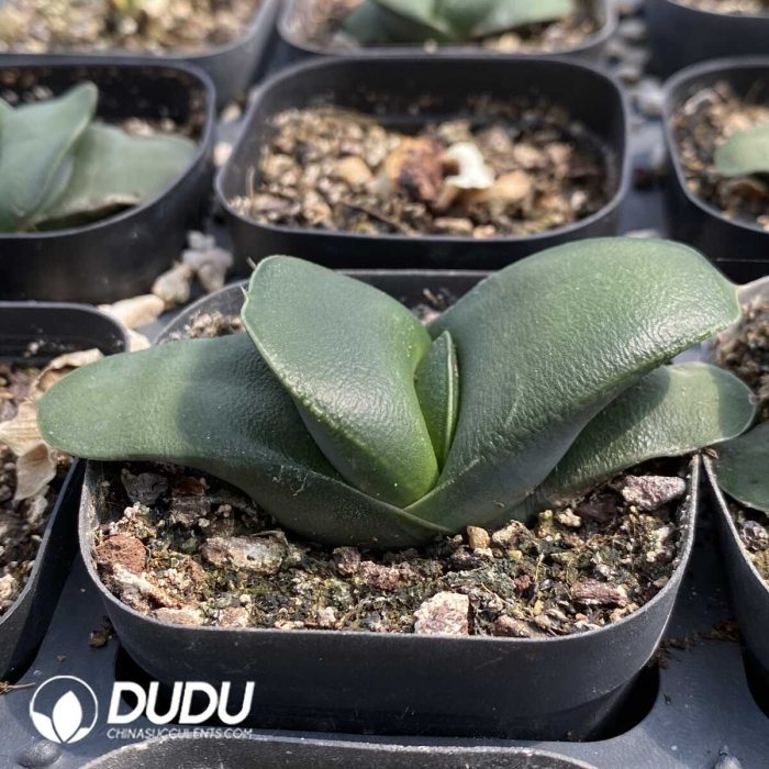 Lithops Purple Pomegranate Preferred - Image 2