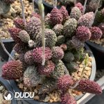 Agave Golden Glow - Image 2