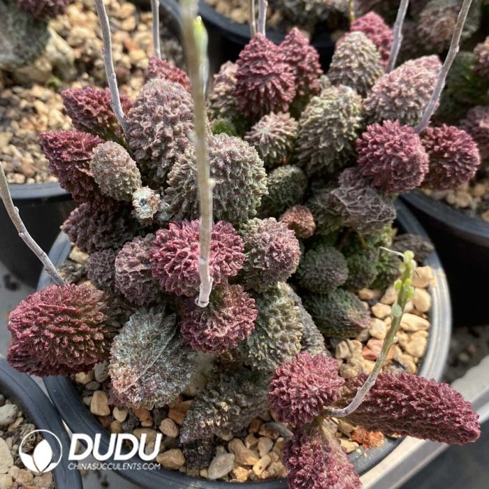 Agave Golden Glow - Image 2